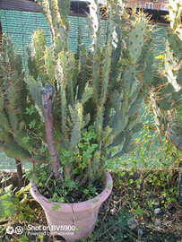 Opuntia monachantha