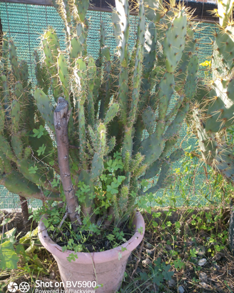 Opuntia monachantha