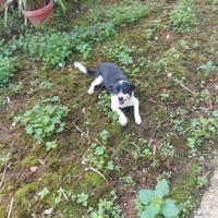 Cagnolina taglia media piccola