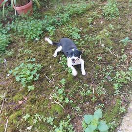Cagnolina taglia media piccola
