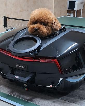 Topcase givi little dog
