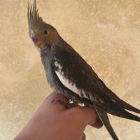 Calopsite allevata a mano