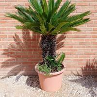 palma Cycas Revoluta Grandi Dimensioni Vaso 50