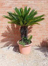 palma Cycas Revoluta Grandi Dimensioni Vaso 50