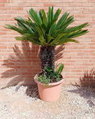 palma Cycas Revoluta Grandi Dimensioni Vaso 50