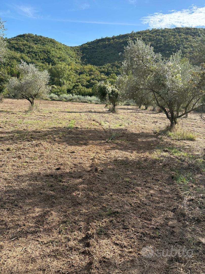 Vendita Terreno Agricolo con Oliveto - Vista 3