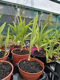 Hemerocallis arancione