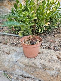 Piantina Cycas piccola