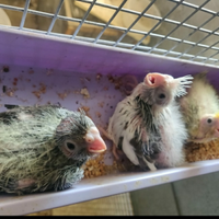 Calopsite / calopsitte da imbecco