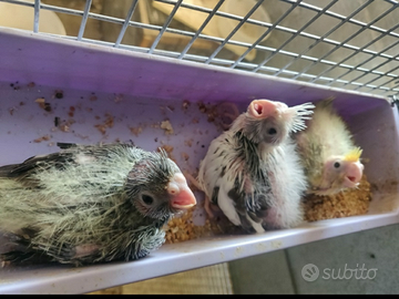 Calopsite / calopsitte da imbecco