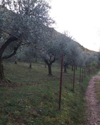 Gorga Uliveto