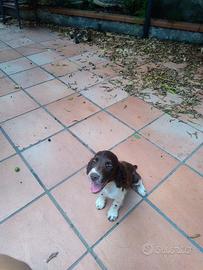 Springer