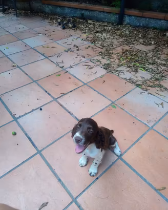 Springer