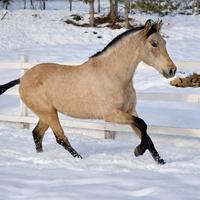 Cavalla soagnola pre