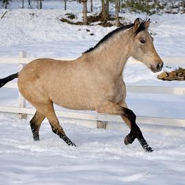 Cavalla soagnola pre