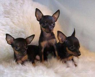 Pinscher miniatura maschi
