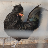 Gallo razza padovana nana