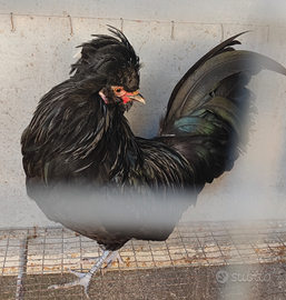Gallo razza padovana nana