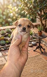 Chiwawa ciwawa mini Toy