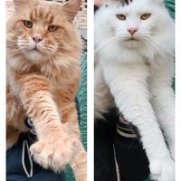 Stallone monta Maine Coon accoppiamento pedigree