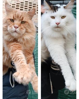 Stallone monta Maine Coon accoppiamento pedigree