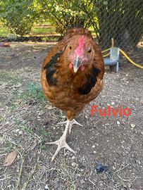 Galline