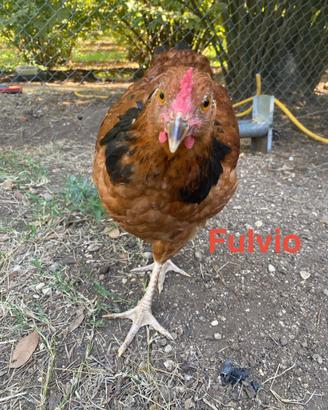 Galline