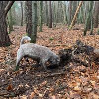 Lagotto Romagnolo