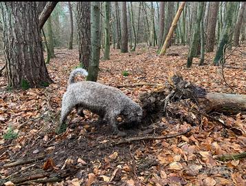 Lagotto Romagnolo