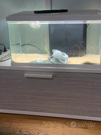 Acquario acqua dolce 60 lt