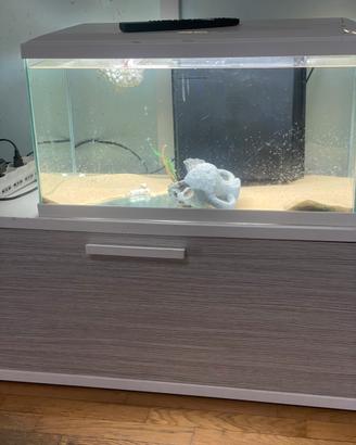 Acquario acqua dolce 60 lt