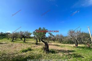 Terreno, Termini Imerese.