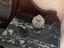 Immagine 5