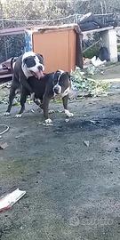 American bully xl