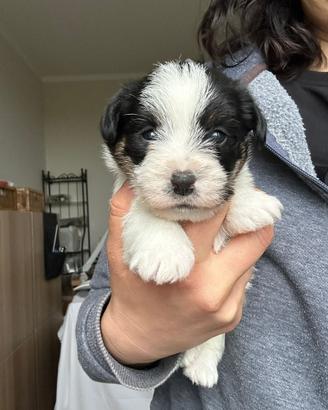 Cuccioli Jack Russell Terrier