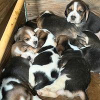 Cuccioli beagle