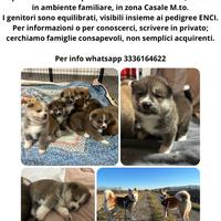 Cuccioli di Akita Inu