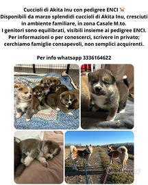 Cuccioli di Akita Inu
