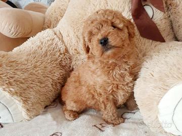 Cuccioli dfi barboncini mini toy maschi femmine