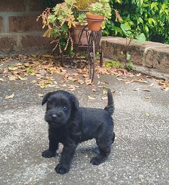 Cuccioli di Schnauzer Nano neri