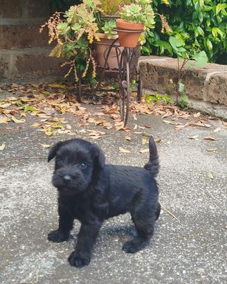 Cuccioli di Schnauzer Nano neri