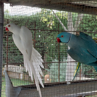 Ced o coppie riproduttive di parrocchett