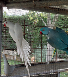 Ced o coppie riproduttive di parrocchett