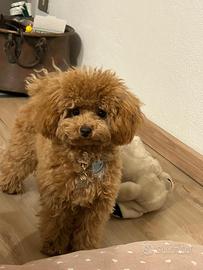 Mini toy da accoppiamento