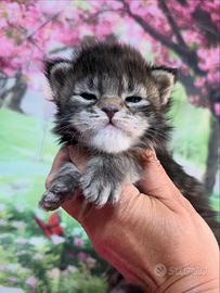 LEGGERE PRIMA SOTTO Maine Coon Maschio TOP