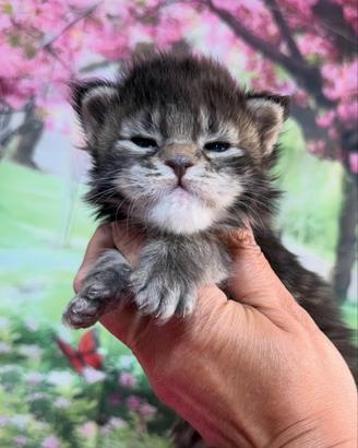 LEGGERE PRIMA SOTTO Maine Coon Maschio TOP