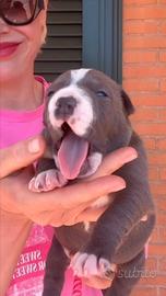 Amstaff cuccioli BLU con Pedigree ENCI