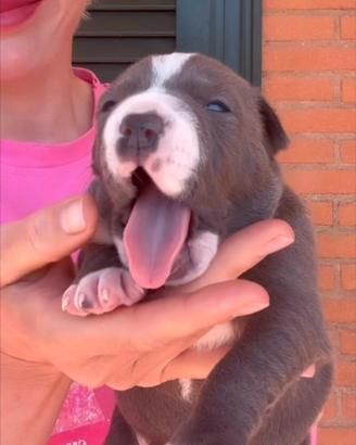 Amstaff cuccioli BLU con Pedigree ENCI