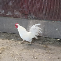 Gallo americano