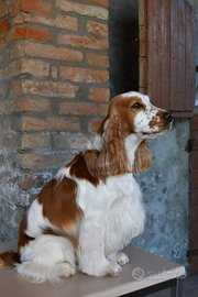 Cocker maschio per monta